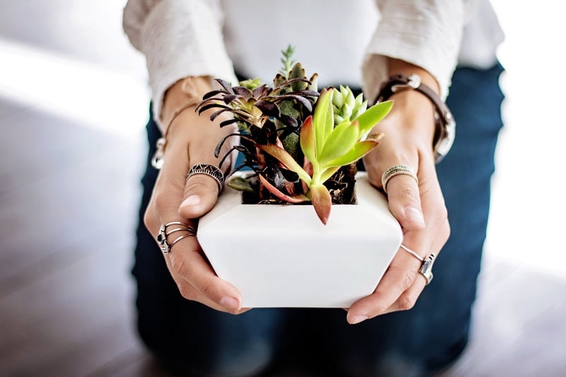 DIY Terrarium Kits